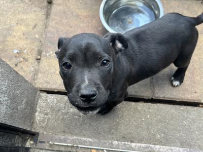 Beautiful Staffordshire Bull Terrier Babies for sale in Meath