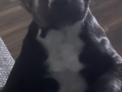 Beautiful Staffordshire Bull Terrier Babies for sale in Meath