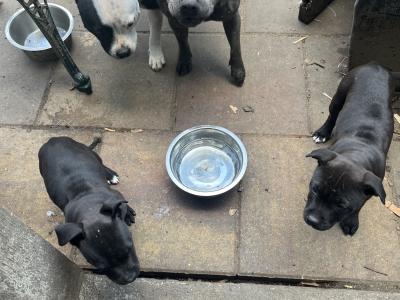 Beautiful Staffordshire Bull Terrier Babies for sale in Meath