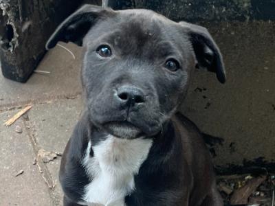 Beautiful Staffordshire Bull Terrier Babies for sale in Meath