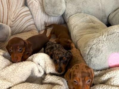 Tiny Toy Dachshund puppies in Mayo