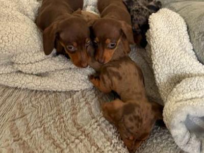 Tiny Toy Dachshund puppies in Mayo