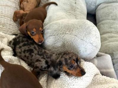 Tiny Toy Dachshund puppies in Mayo