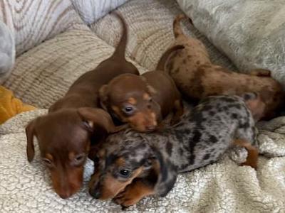 Tiny Toy Dachshund puppies in Mayo