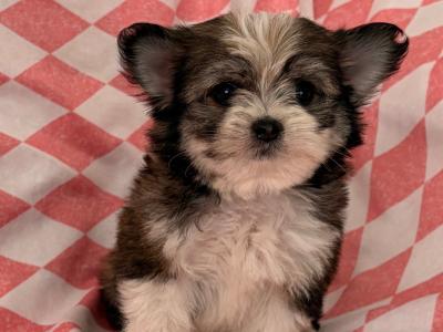Chihuahua x Maltese puppies in Limerick