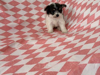 Chihuahua x Maltese puppies in Limerick