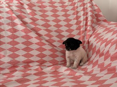 Chihuahua x Maltese puppies in Limerick