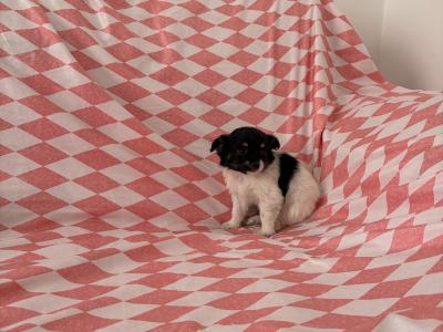 Chihuahua x Maltese puppies in Limerick