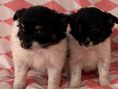 Chihuahua x Maltese puppies in Limerick