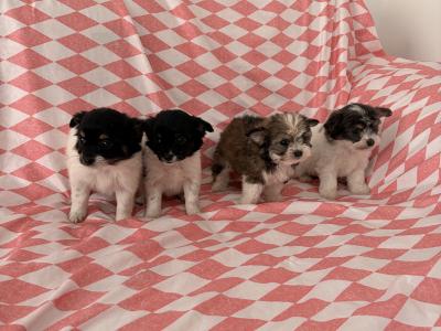 Chihuahua x Maltese puppies in Limerick