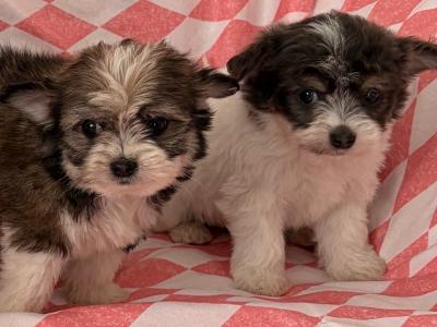Chihuahua x Maltese puppies in Limerick