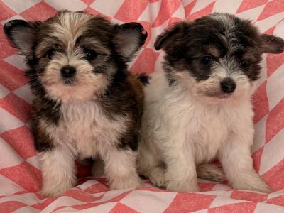 Chihuahua x Maltese puppies in Limerick
