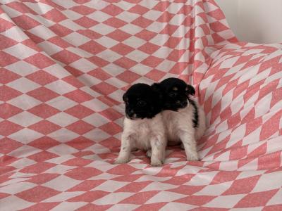 Chihuahua x Maltese puppies in Limerick