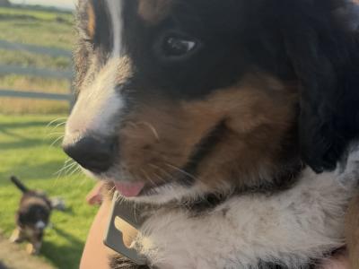 Bernese Mountain Dog pups in Louth