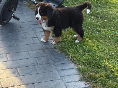Bernese Mountain Dog pups in Louth