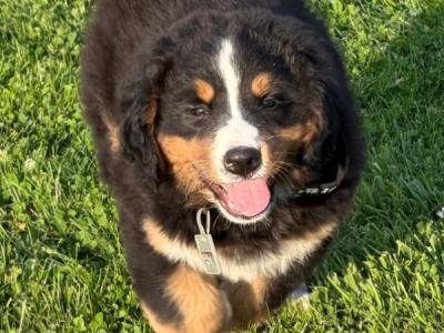 Bernese Mountain Dog pups in Louth
