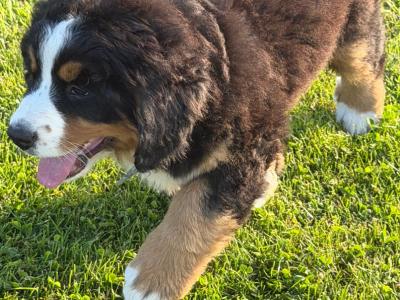 Bernese Mountain Dog pups in Louth