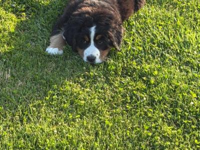Bernese Mountain Dog pups in Louth