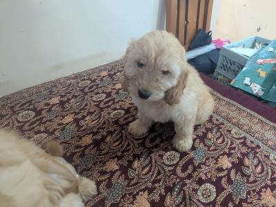 Cockapoo puppies in Meath