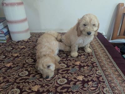 Cockapoo puppies in Meath