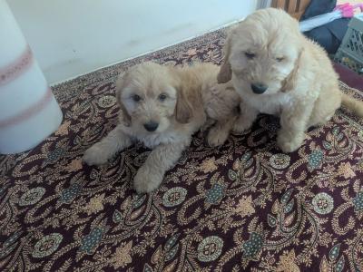 Cockapoo puppies in Meath