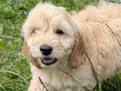 Cockapoo puppies in Meath