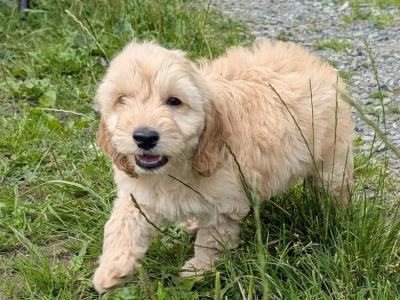 Cockapoo puppies in Meath