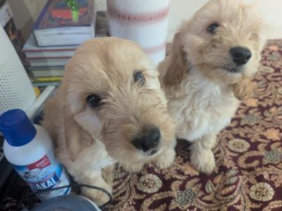 Cockapoo puppies in Meath