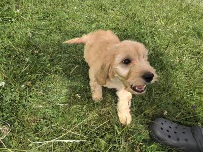 Cockapoo puppies in Meath