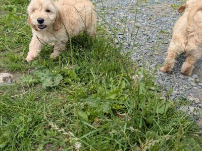 Cockapoo puppies in Meath