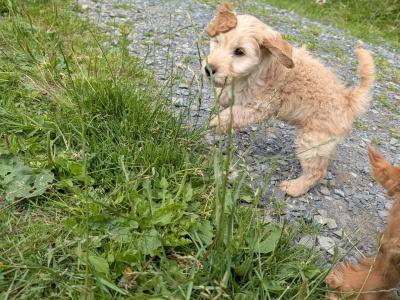 Cockapoo puppies in Meath