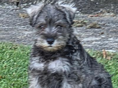 Miniature Schnauzer puppies in Wexford