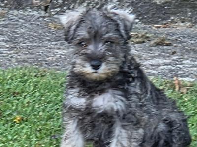 Miniature Schnauzer puppies in Wexford