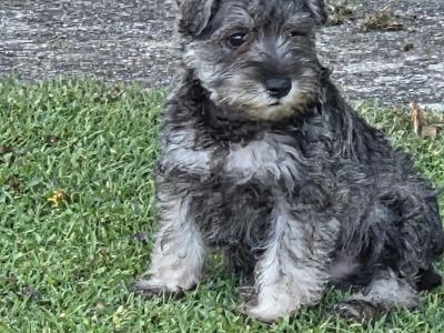 Miniature Schnauzer puppies in Wexford