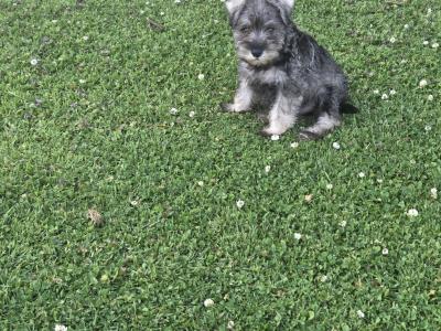 Miniature Schnauzer puppies in Wexford