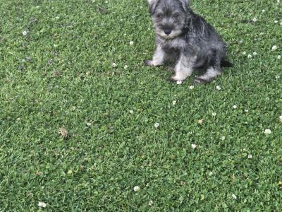 Miniature Schnauzer puppies in Wexford