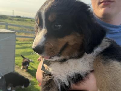 Bernese Mountain Dog pups in Louth