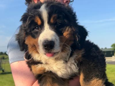 Bernese Mountain Dog puppies in Louth