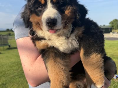 Bernese Mountain Dog pups in Louth