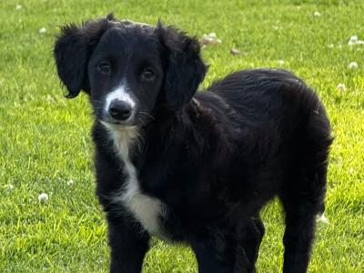 5 Collie x Spaniel puppies