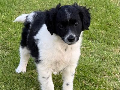 5 Collie x Spaniel puppies