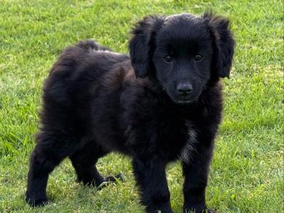 5 Collie x Spaniel puppies