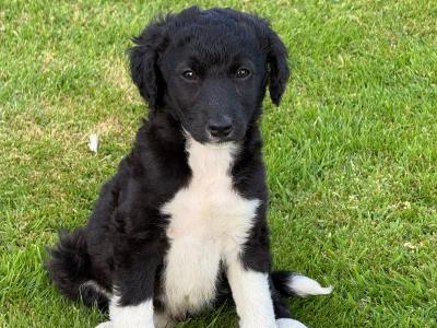 5 Collie x Spaniel puppies