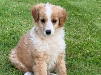 5 Collie x Spaniel puppies