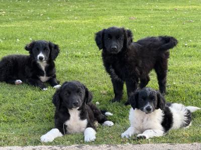 5 Collie x Spaniel puppies