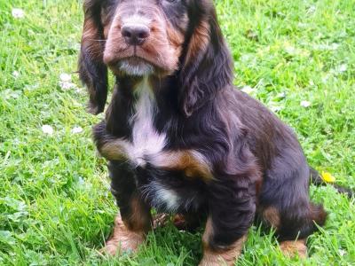 Cocker Spaniel pups in Donegal