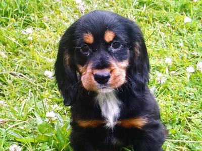 Cocker Spaniel puppies in Donegal