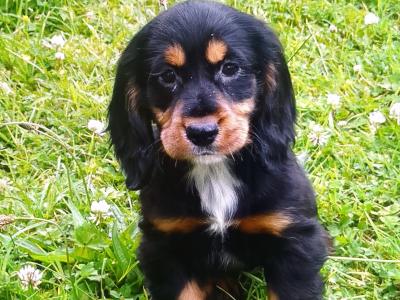 Cocker Spaniel pups in Donegal
