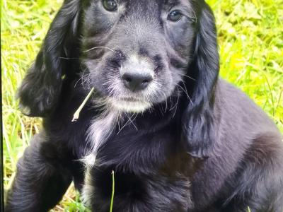 Cocker Spaniel pups in Donegal