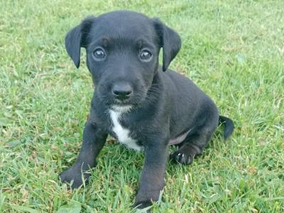 Jack Russell puppies in Tipperary